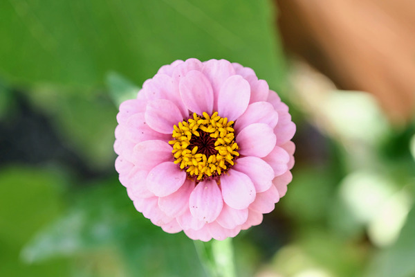 Pretty in Pink Zinnia:  Soft Celestial from Earth’s Garden Print