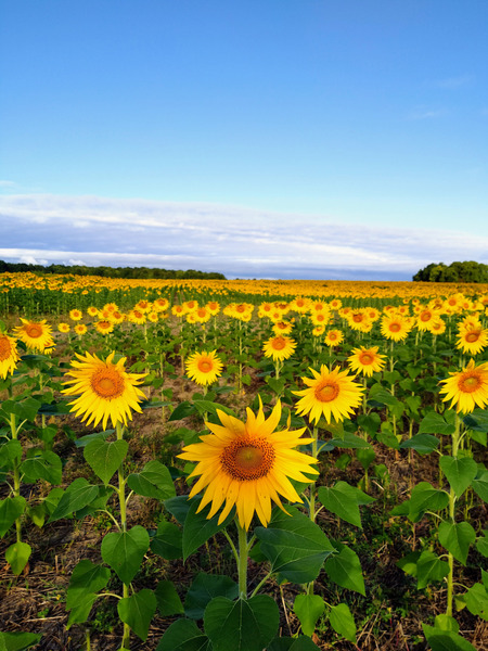 Sunflower Field of Sunshine Print