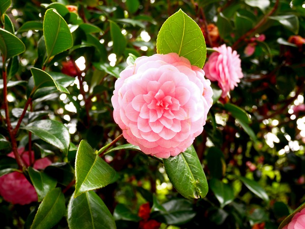 Blooms of Joy 1 Print