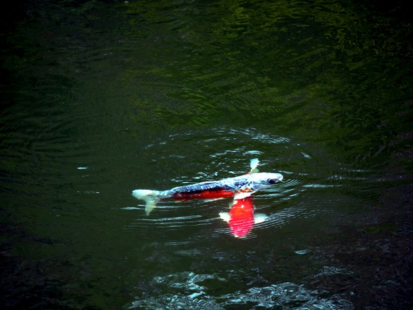 Playful Koi Digital Download