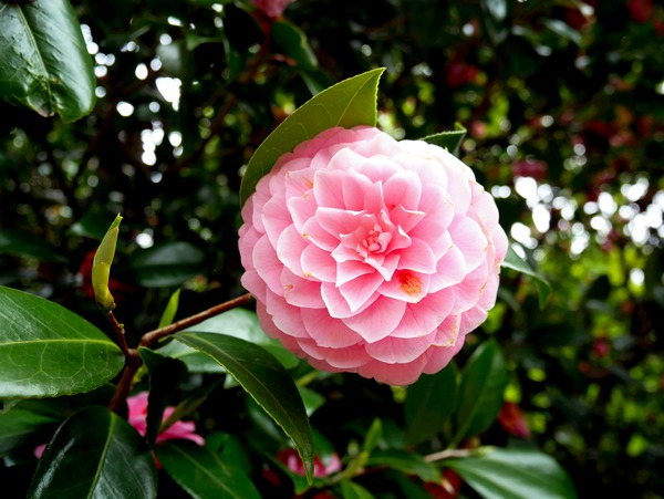 Blooms of Joy 1B Print