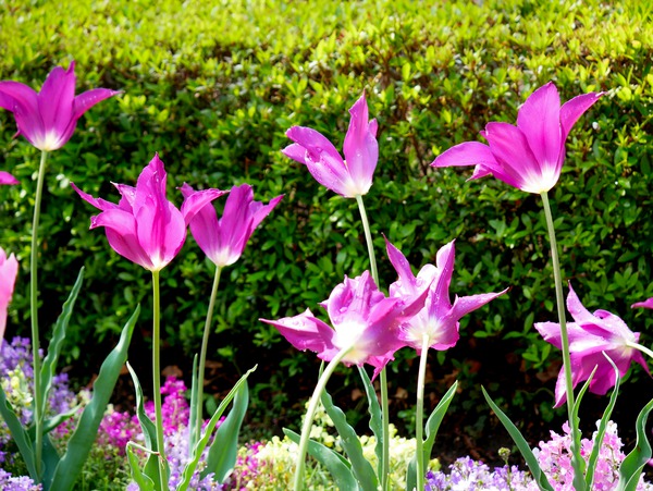 Tulips Singing to the Sun Print