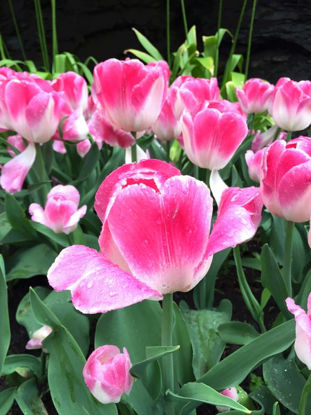 Tulips Are Better Than One C Print