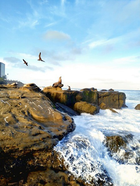 Seal Meditation Print