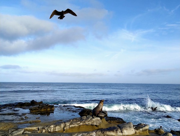 Seal Bird Watching 3 Print