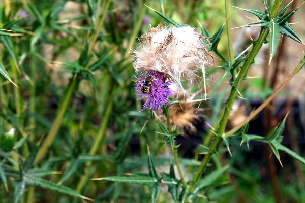 To Bee or Not to Bee   Print