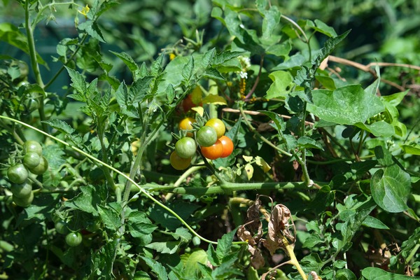 Pop My Cherry Tomato Print