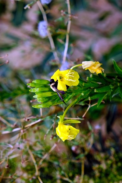 To Bee or Not to Bee  3   -- The Struggle Is Real Print