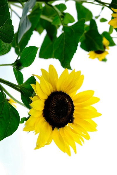 Hello Sunshine   Print