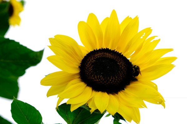 Blooms of Joy 3 Print