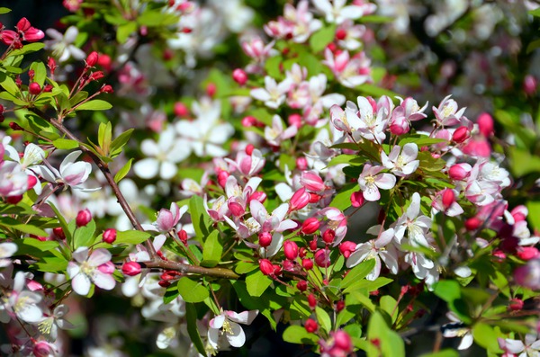 A Berry Cherry Blossom Day to You Print