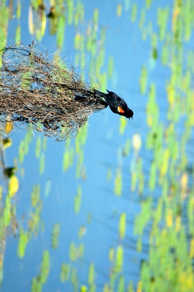 Calling for a Mate Digital Download