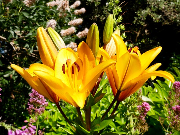 Bursting Beauty Digital Download