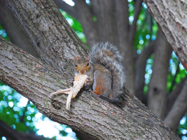 Yes I like Chicken Wings  Print