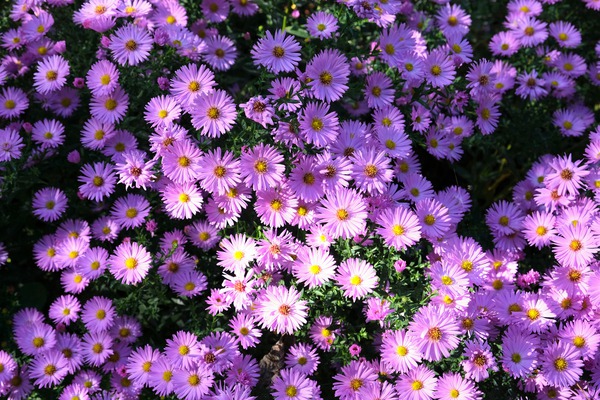 Pink Daisies 2 Digital Download