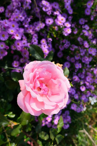 Flower Bloom 6 Print