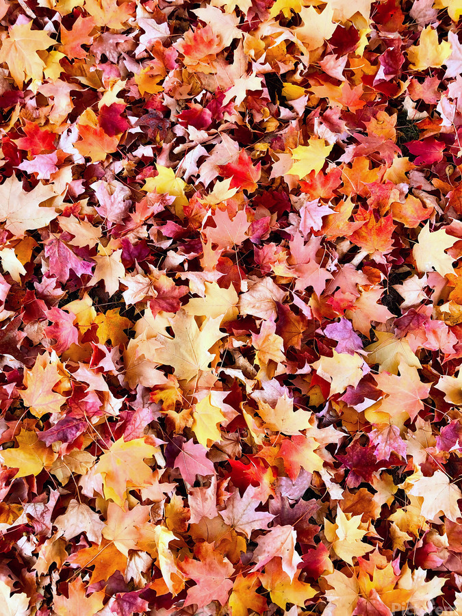 Natural Carpet: Fall’s Confetti  Print