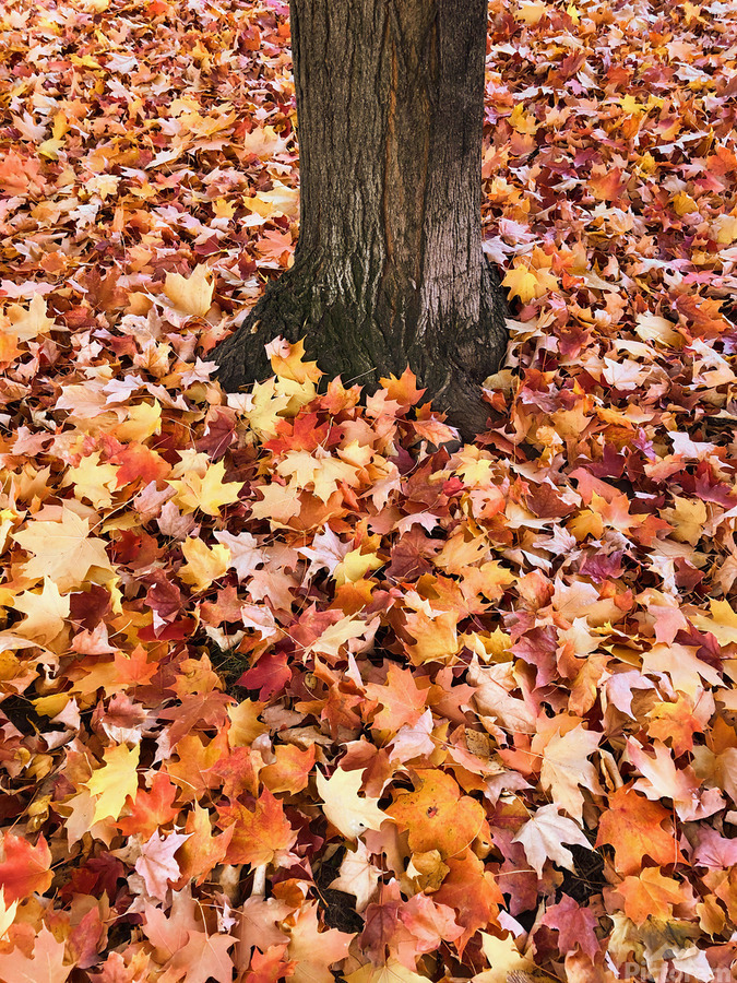 Leaves Me Stumped 1A  Print