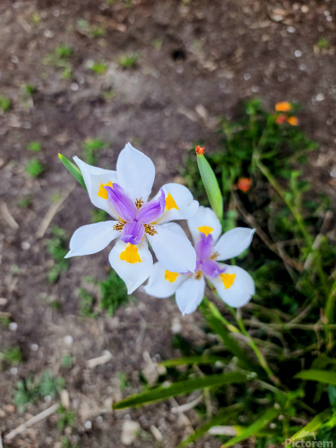 Fortnight Lily Flowers:  The Unfolding of African Iris in Earth’s Stillness  Print