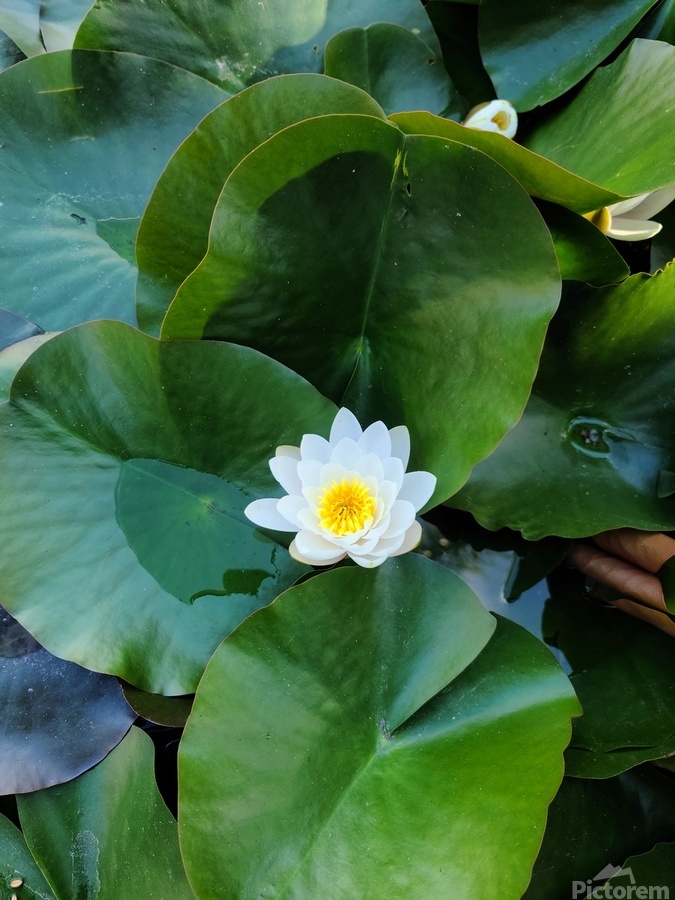 Blooms of Joy: Silence Speaks in Petals  Imprimer