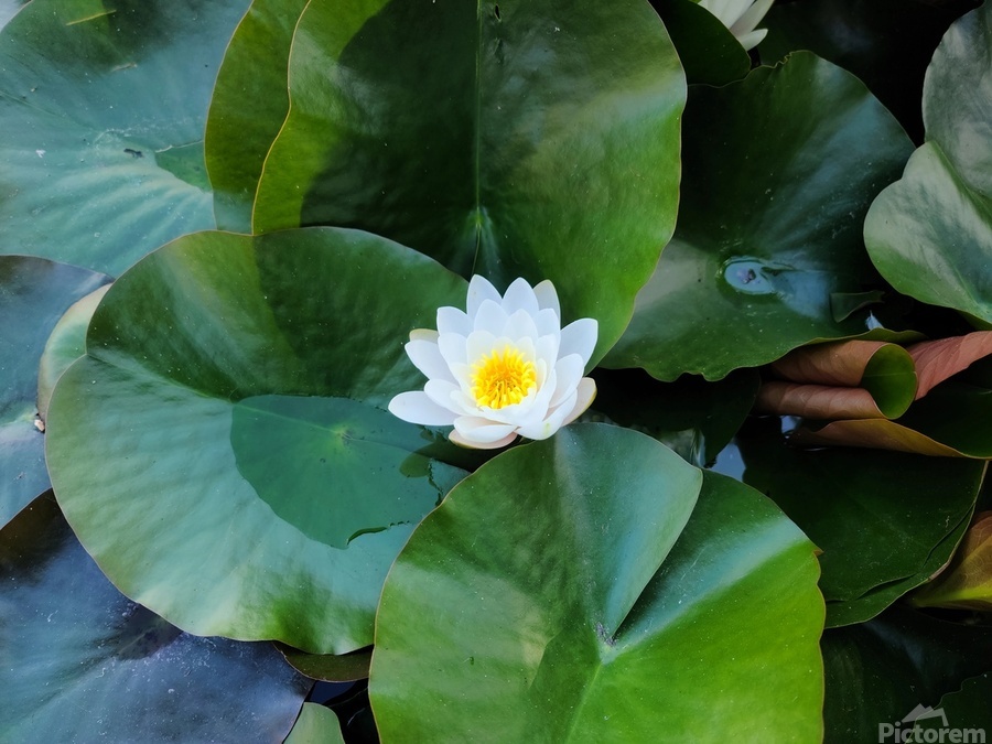 Emerald Cradle of Calm  Print