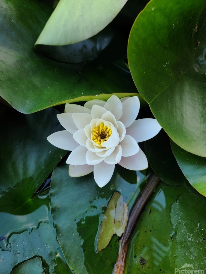 The Heart Within: Petals of Peace  Print