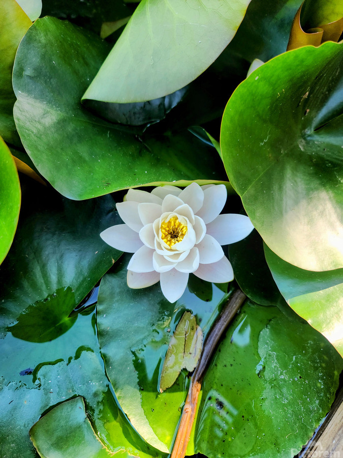 White Radiance in Green Silence  Print