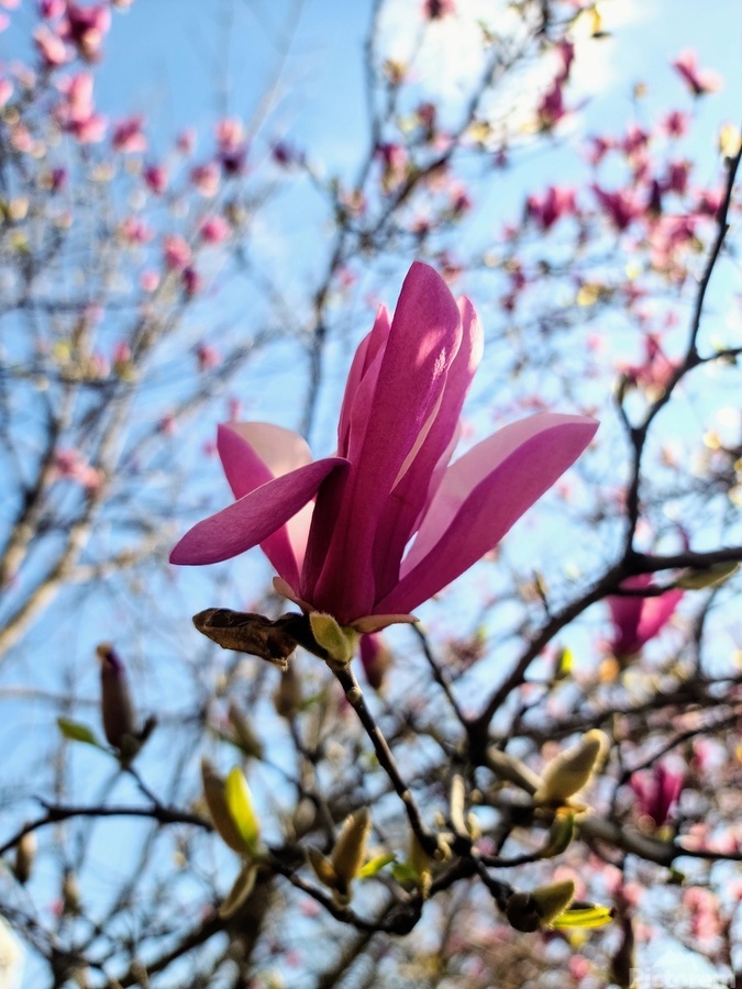 The Quiet Language of Petals  Print