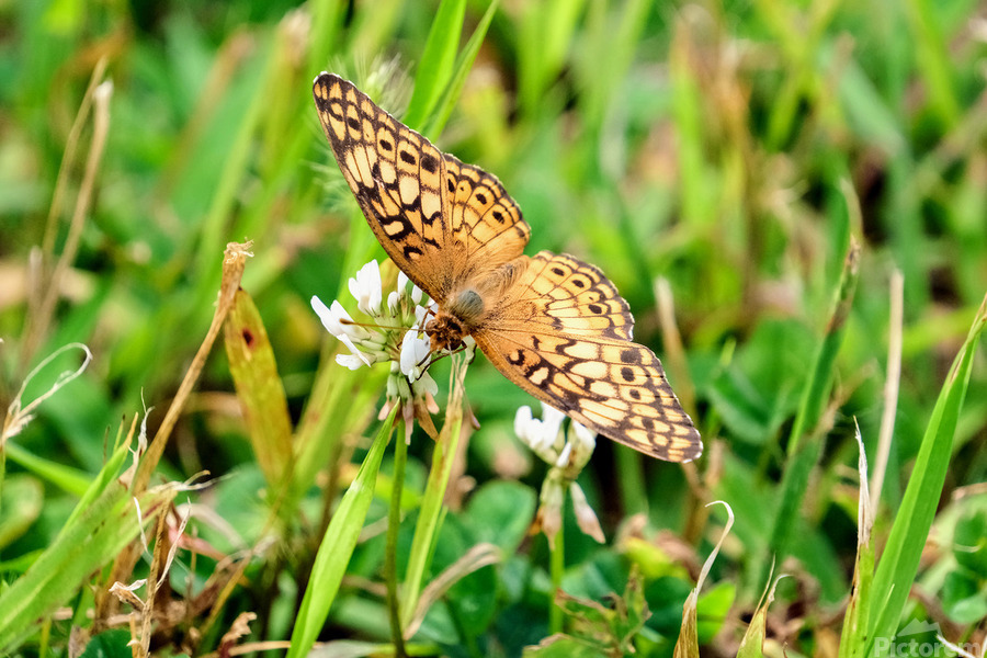 Field Cipher: A Nature Decoded  Print