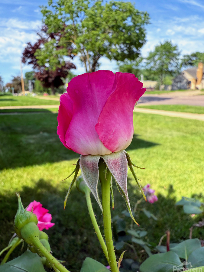 The Rose That Waits: Patience in Pink  Print