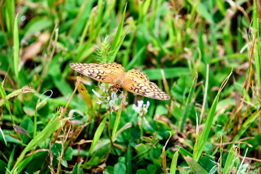 Buttery Butterfly as Omen of Calm  Print