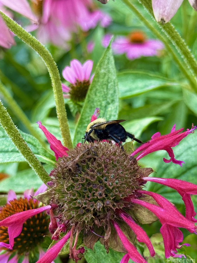 Fading Glory Last Harvest  Imprimer