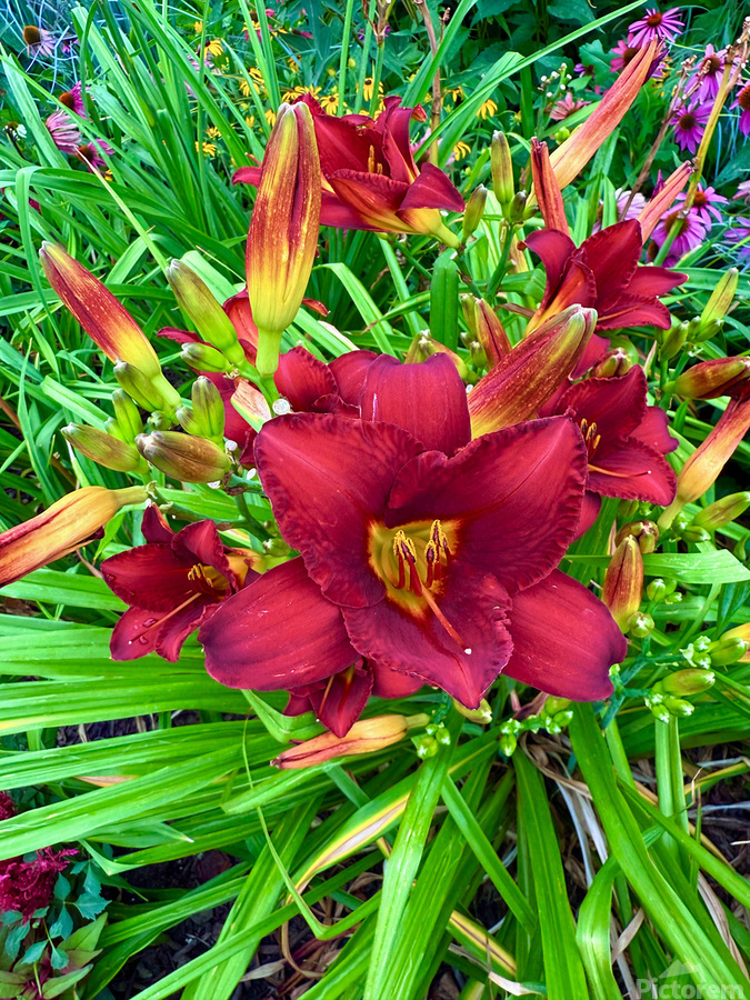 Scarlet Awakening  Print