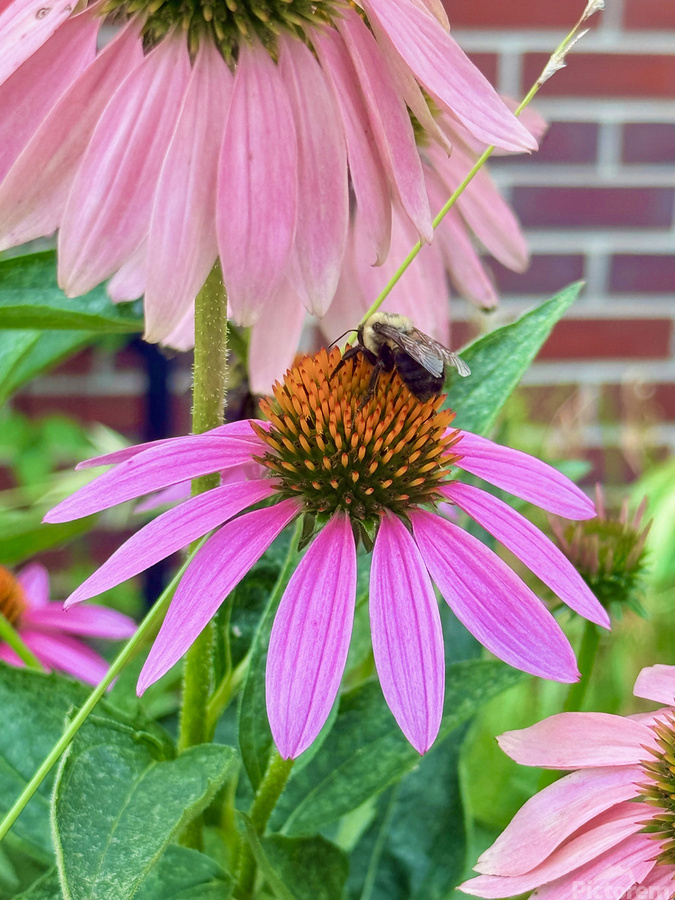 Floral Landing  Imprimer