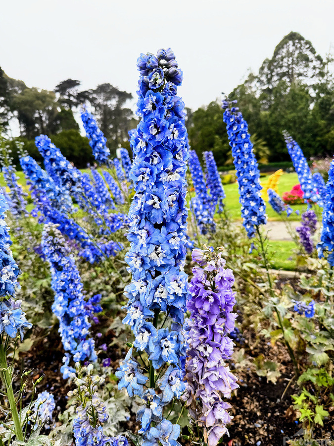 Whispers in Ultramarine  Print