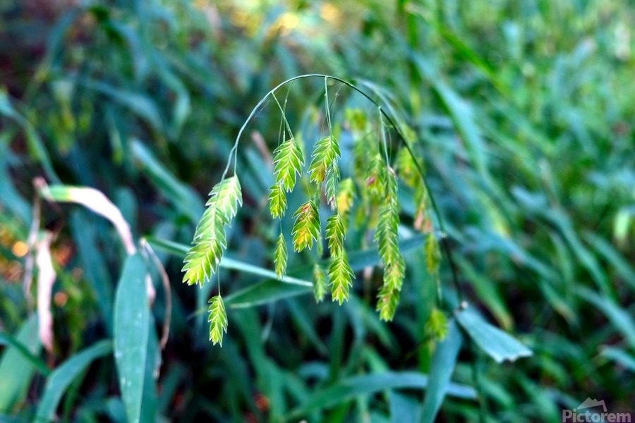 Silent Green Wind Chimes  Imprimer