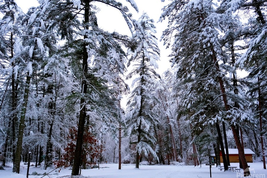 Winter Wonderland   Print