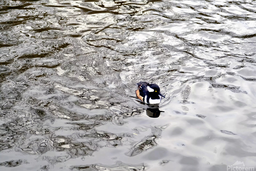 Only The Lonely Loon 1B  Print