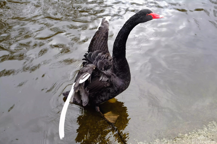 A Black Swan Moment 2B  Print