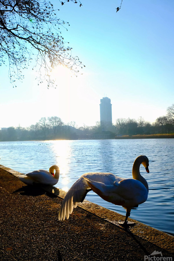 Swan Yoga Morning Stretch 2  Print