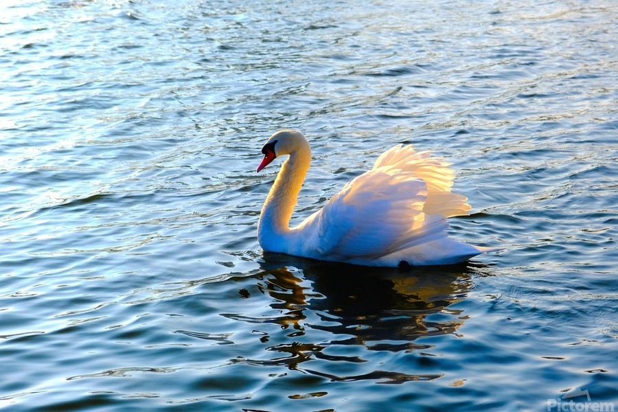 Silent Drift  Imprimer