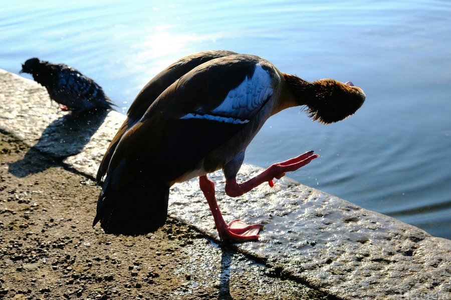 Is the Sky Falling...Just Checking  Print