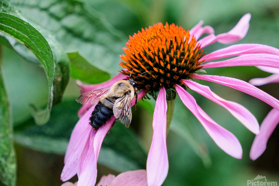 Stillness Amid the Spires of Echinacea  Print