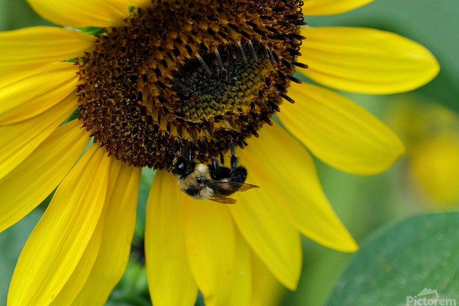 Bee Under the Sunflower:  The Architect of Harvest  Print