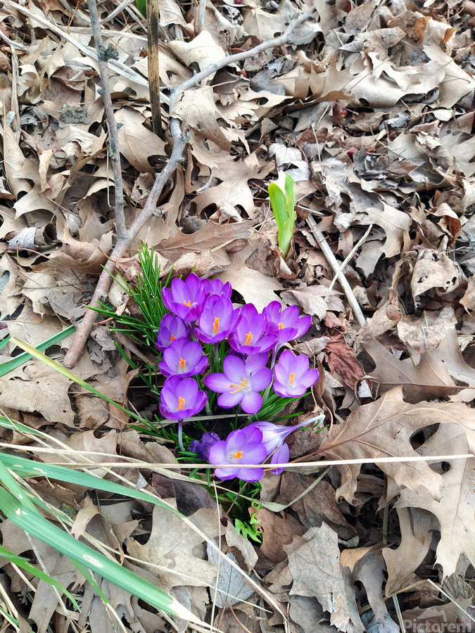 Crocus Rising  Imprimer