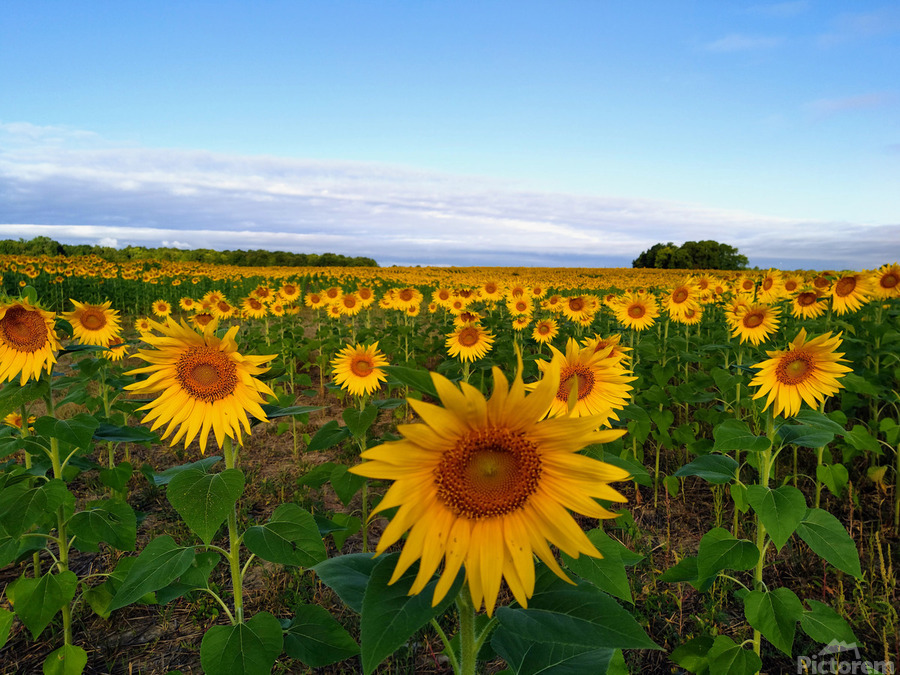 The Heart of Summer   Print