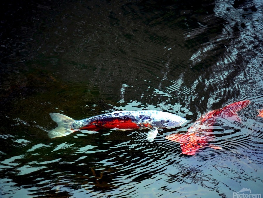 Playful Koi 2  Print