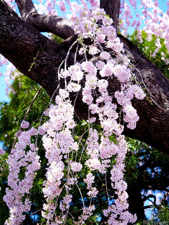 Cherry Blossom 3B  Print