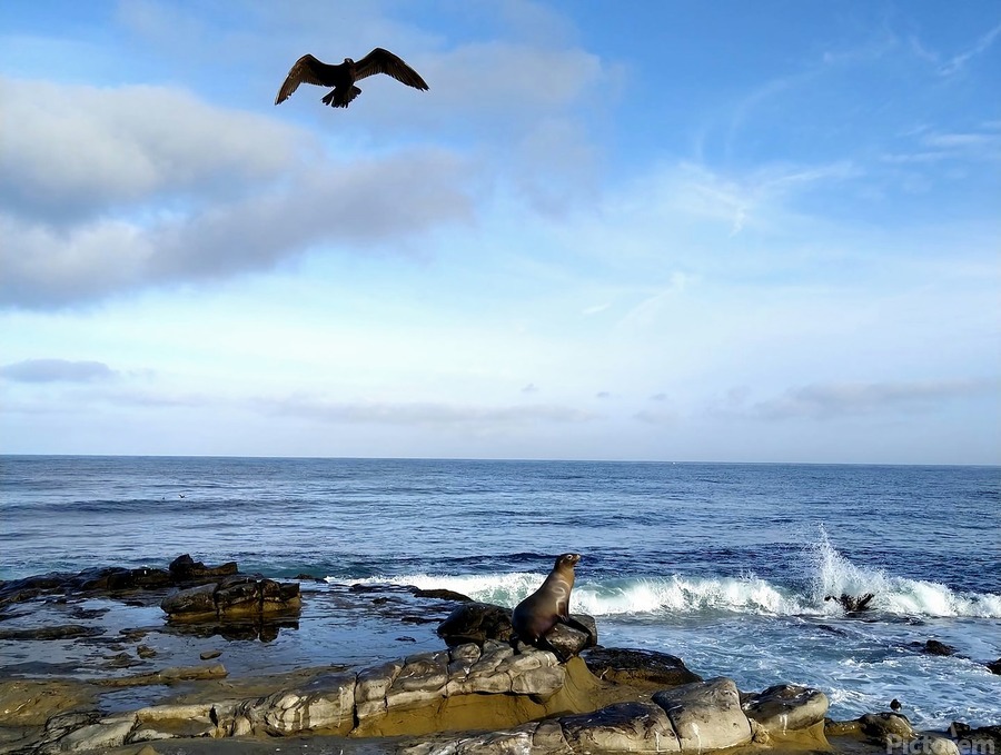 Seal Bird Watching 3  Print