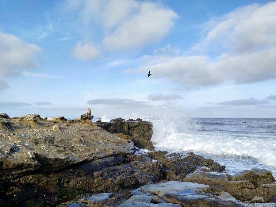 Seal Meditation 2B  Print